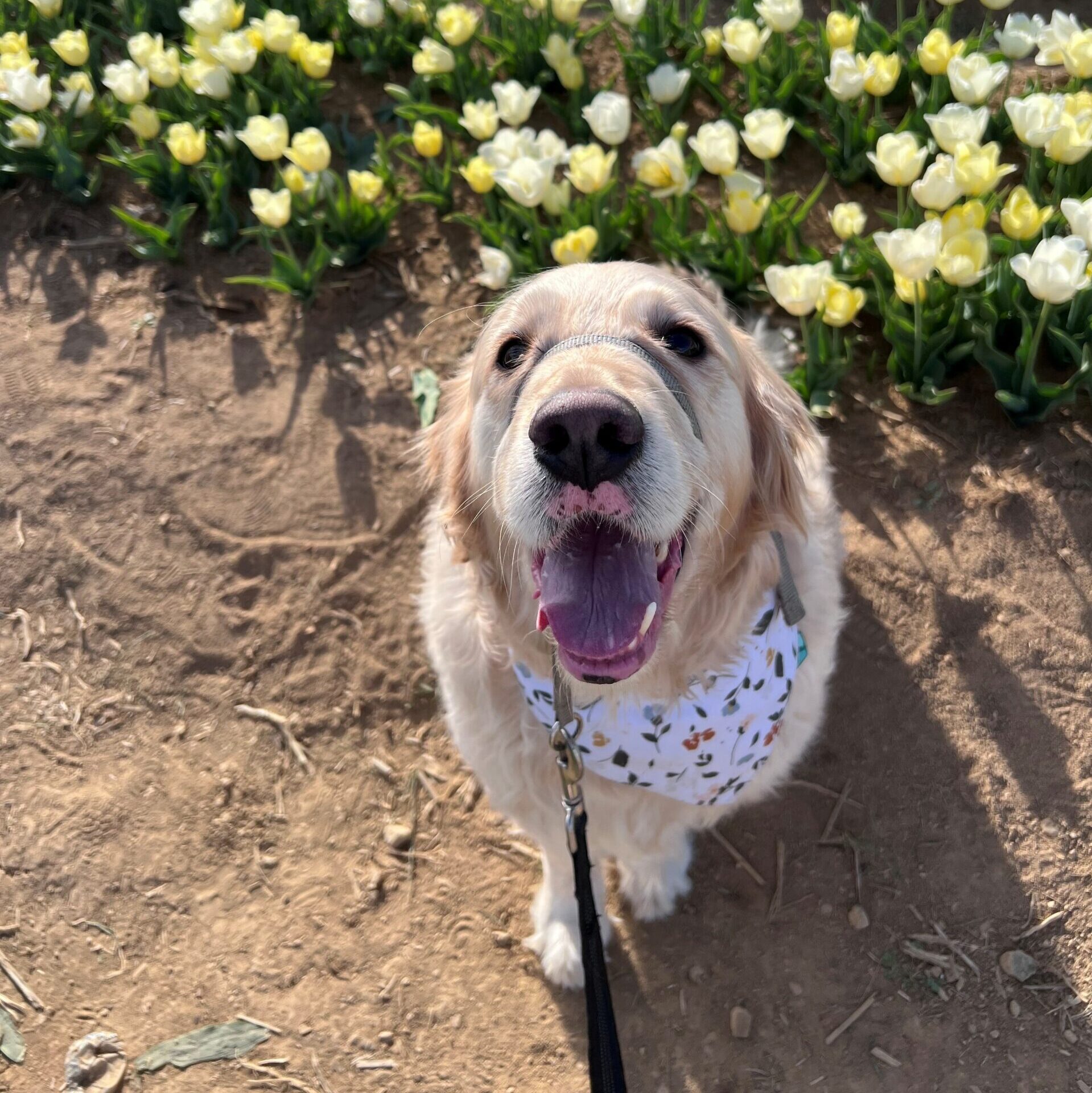 Koda (dog) looking up at the camera